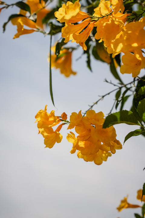 Tecoma Stan Flower