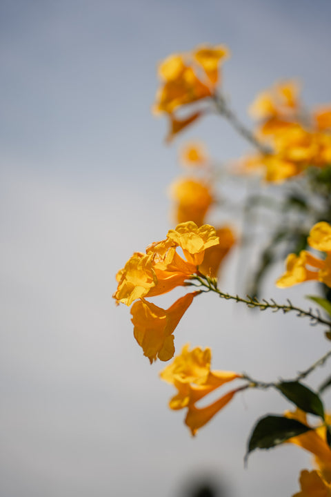 Tecoma Stan Flower