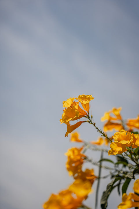 Tecoma Stan Flower