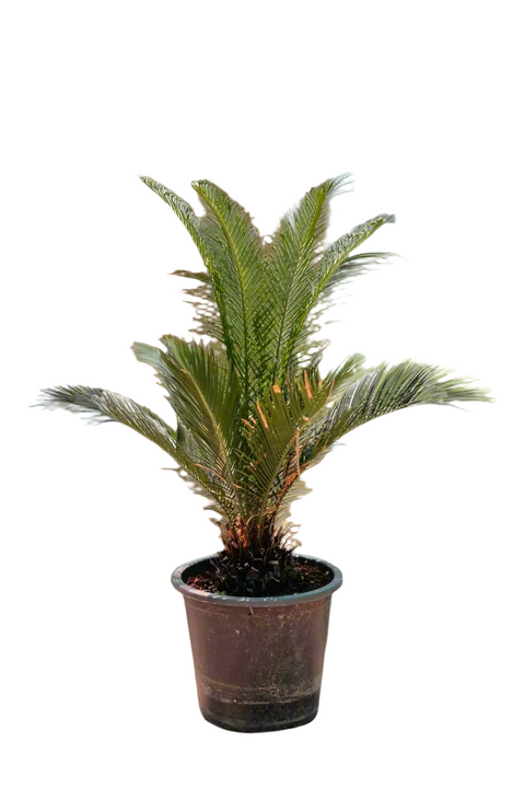 Cycas Palm