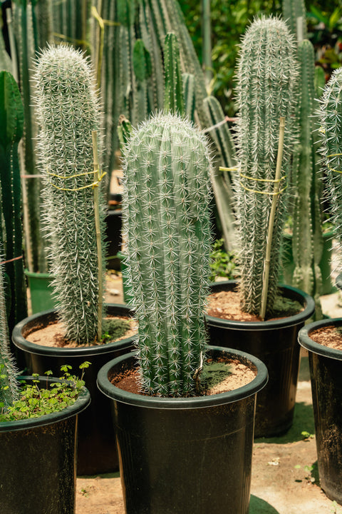 Cactus White Spikes